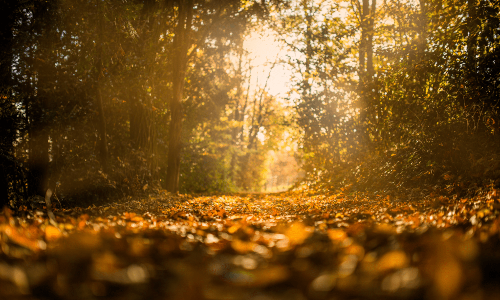 Welcome to Gillian’s&nbsp;Website