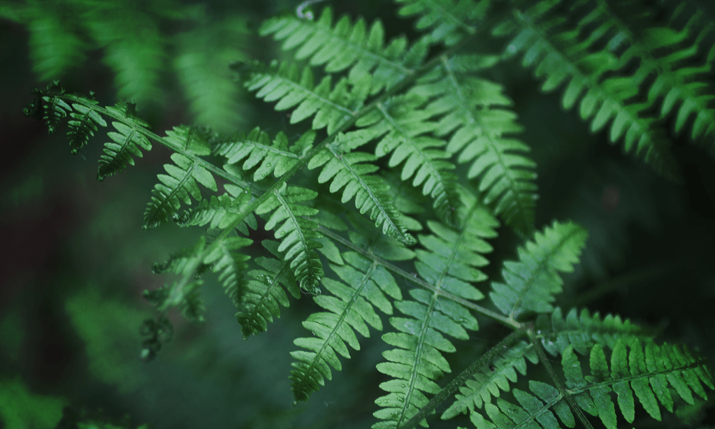 ‘After the Funeral’- Book Launch&nbsp;Gallery